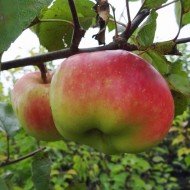 Яблоня плодовая «Богатырь»