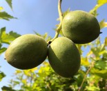 Орех Серый трëхлетка 1.3-1.6 м с7.5 -50%