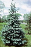 Ель Энгельмани 0.5-1.1 м с15-20