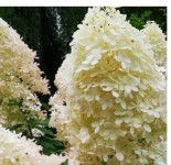 Гортензия метельчатая "Геркулес" с3 -40%