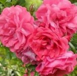 Роза плетистая Розариум