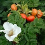 Роза морщинистая (ругоза) Альба (белая) с7.5