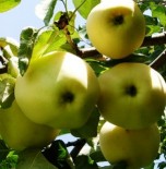 Яблоня плодовая пятилетка &quot;Белый налив&quot; 1.5-1.8 м с20