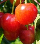 Черешня двухлетка "Фатеж" 1.1-1.9 м с7.5
