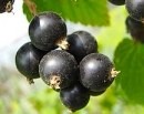 Смородина черная трёхлетка "Дар Смольяниновой"  акция -30%