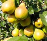 Груша  трëхлетка "Лада" с7.5 -30%