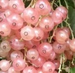 Смородина красная  трёхлетка "Розовая Смольнинова" акция! -30%