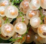 Смородина белая трёхлетка "Белая фея" ("Алмазная")  акция! -30%