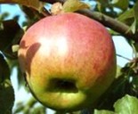 Яблоня плодовая 6-7 лет &quot;Жигулевское&quot; 2.6-3.2 м-50%