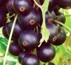 Смородина черная трёхлетка "Лентяй" -30%