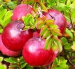 Клюква крупноплодная "Пилигрим" с2 -30%