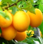 Слива плодовая крупномеры (6-7 лет) сорта