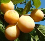 Слива двухлетка "Светлячок" с7.5 -20%