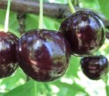 Вишня двухлетка "Шоколадница" c7.5 -30%
