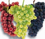 Виноград плодовый
