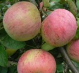 Яблоня плодовая 6-7 лет &quot;Орлинка&quot;  2.6-3.5 м-50%