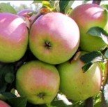 Яблоня плодовая  семилетка  крупномеры сорта