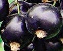 Смородина черная трёхлетка "Ядреная" -30%