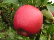 Яблоня плодовая «Коваленковское