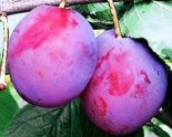 Слива двухлетка "Венгерка Московская" с7.5 -20%