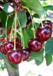 Вишня  двухлетка "Харитоновская" с7.5  -30%