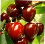 Вишня двухлетка "Молодежная" с7.5 -30%