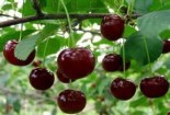 Вишня двухлетка "Владимирская" с7.5 -30%