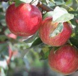 Яблоня плодовая двух-трех-четырехлетка